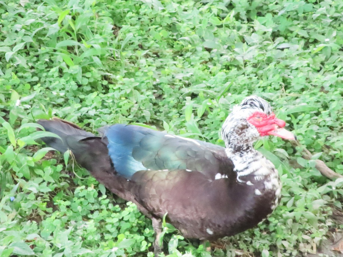 Muscovy Duck (Domestic type) - ML609926513