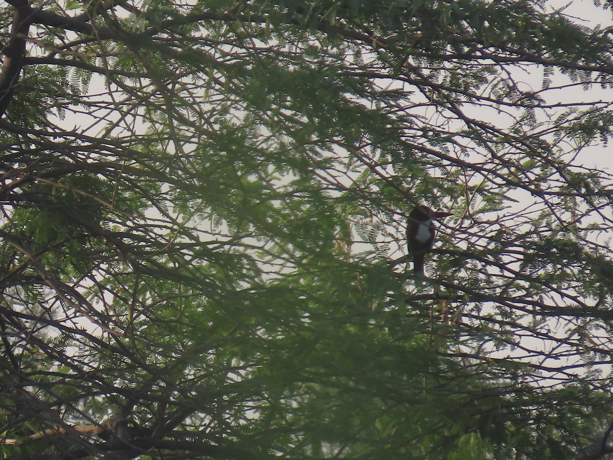 White-throated Kingfisher - ML609926581