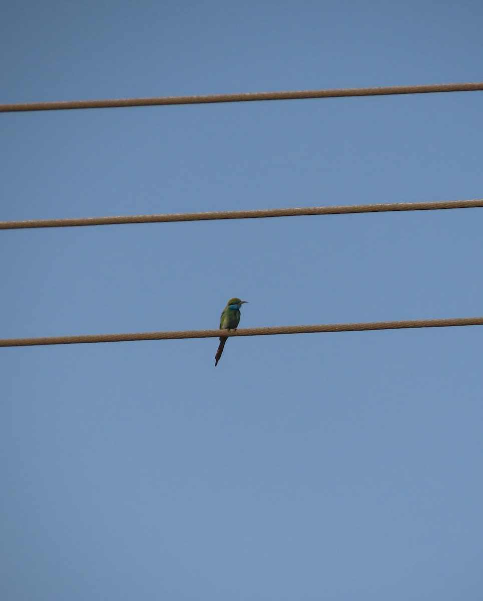 Arabian Green Bee-eater - ML609926675
