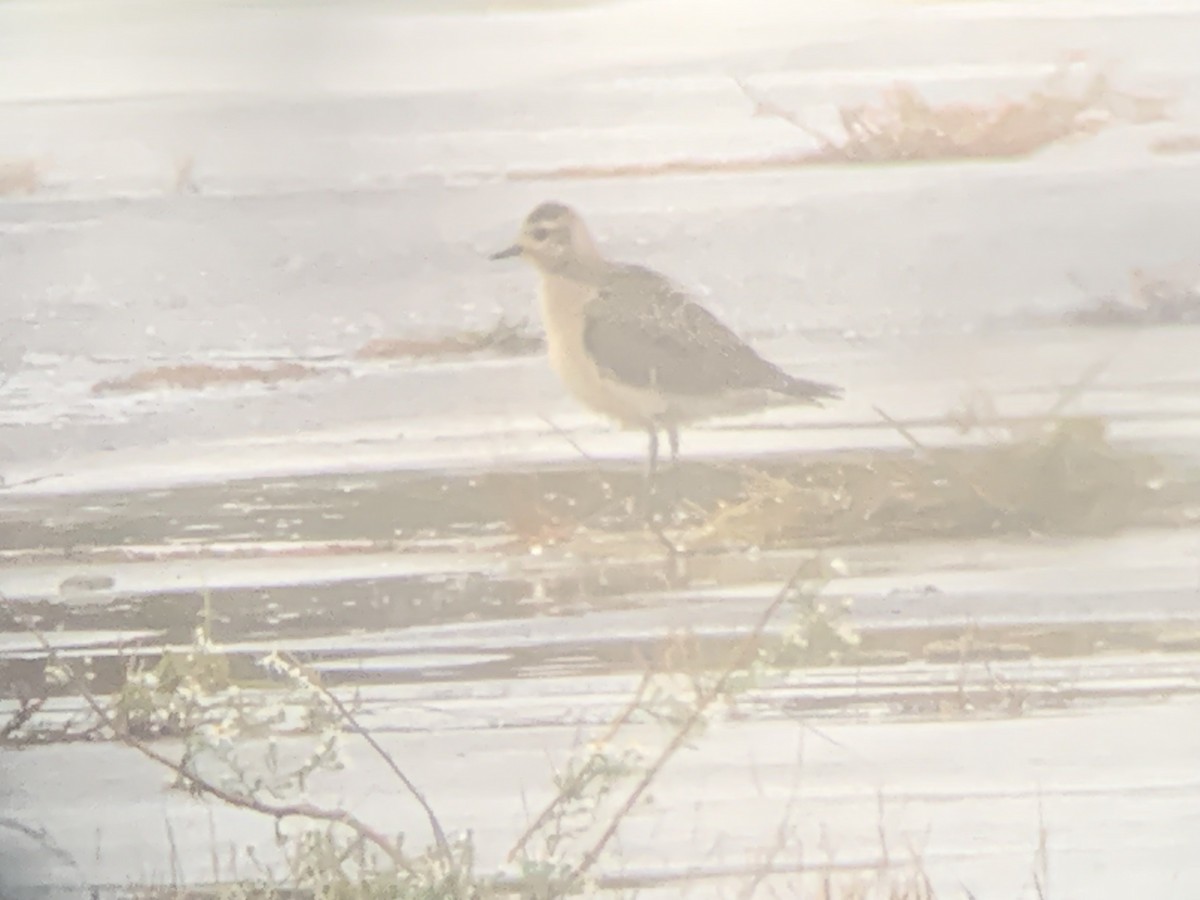 American Golden-Plover - ML609926975