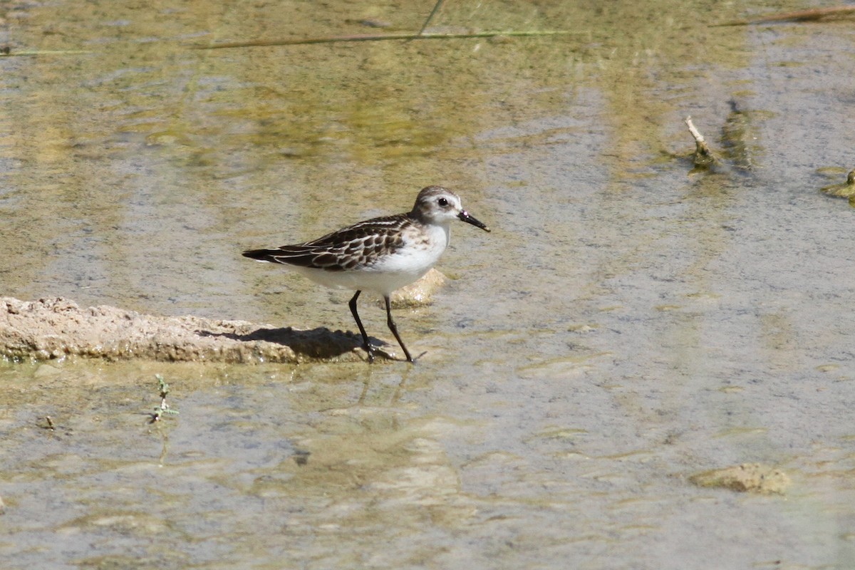 Zwergstrandläufer - ML609926993