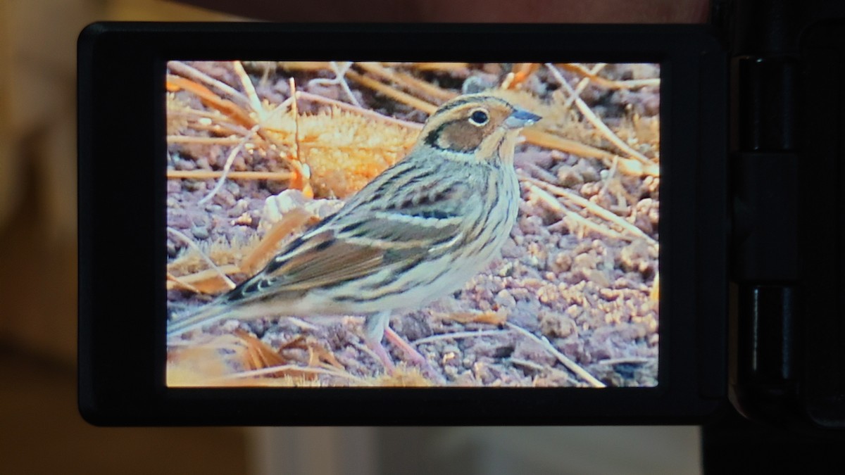 Little Bunting - ML609927028