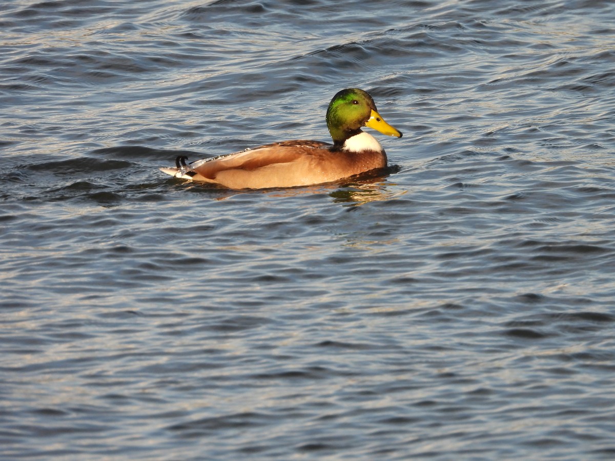 Canard colvert - ML609927039