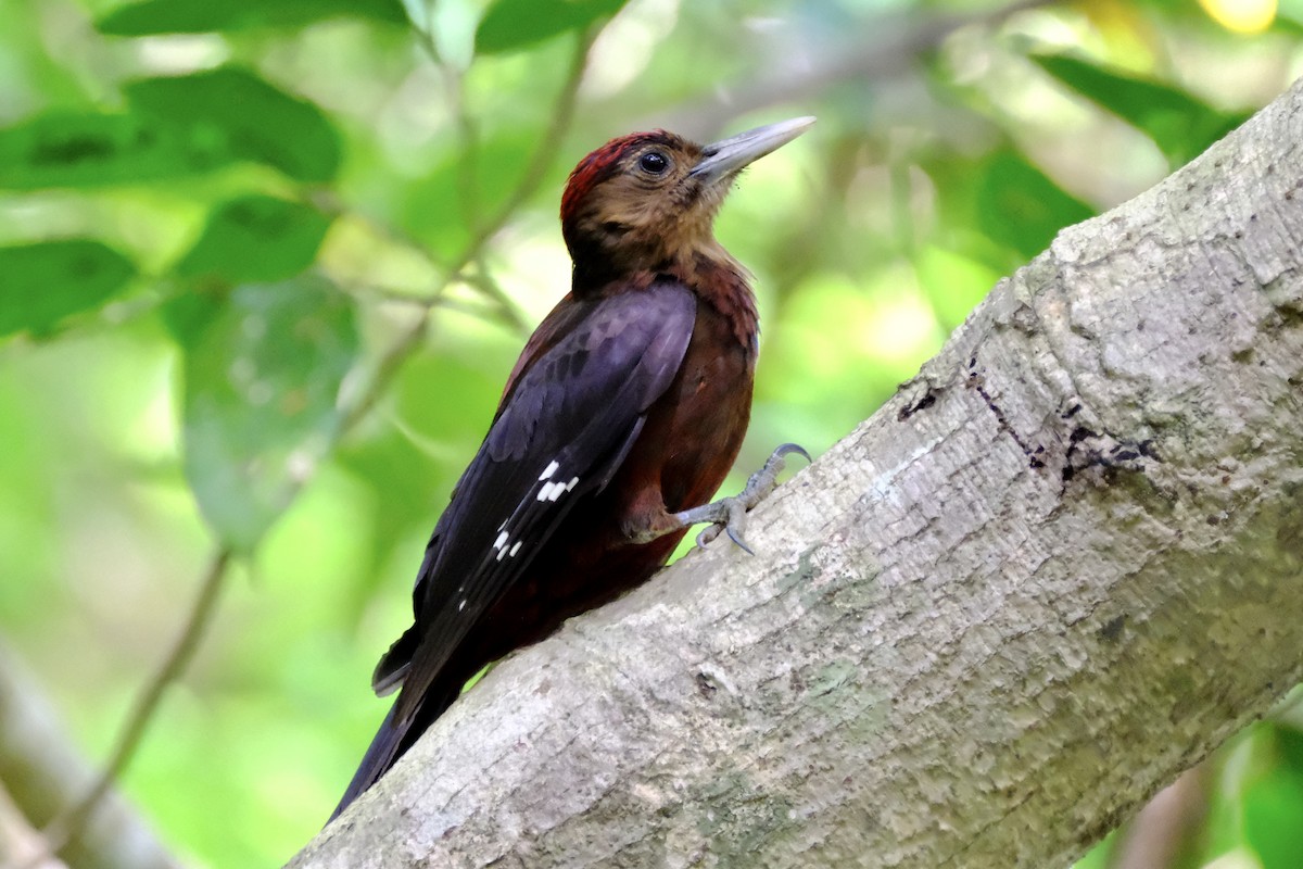 Okinawa Woodpecker - I-Ju Chen