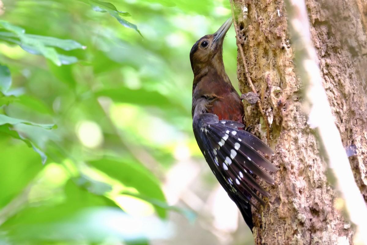 Okinawa Woodpecker - I-Ju Chen