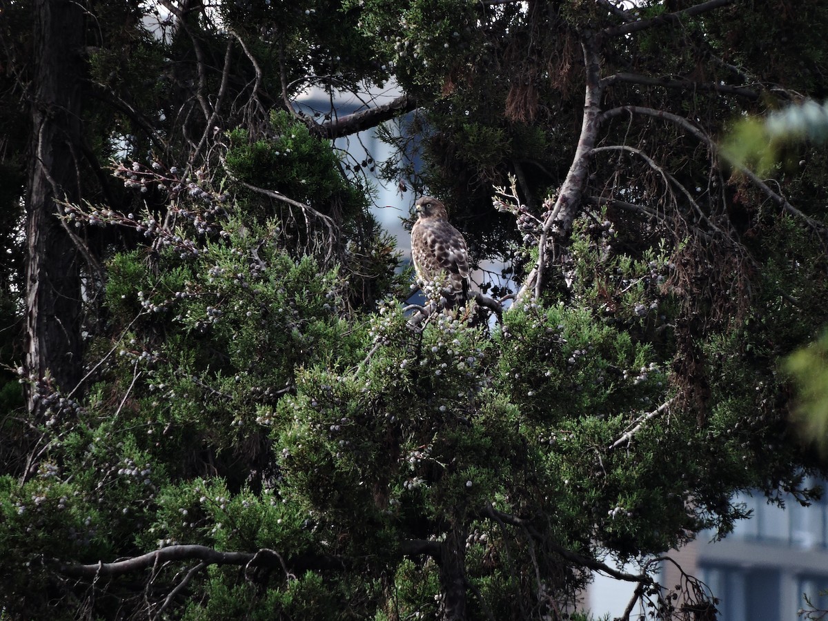 Broad-winged Hawk - ML609927318