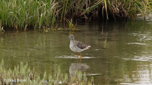 Greater Yellowlegs - ML609927632