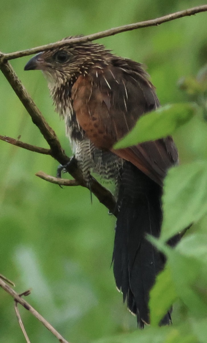 Lesser Coucal - ML609927708