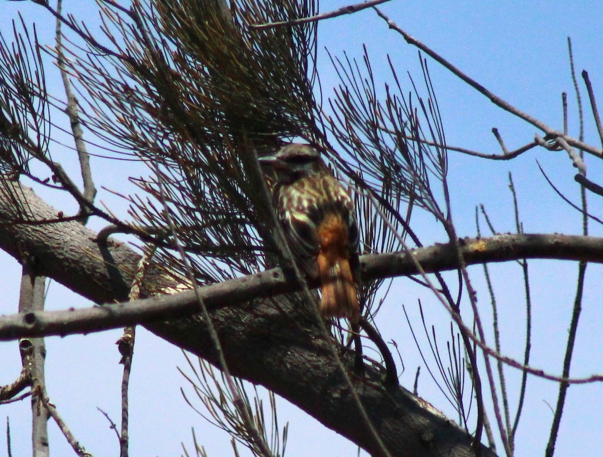 Sulphur-bellied Flycatcher - ML609927763