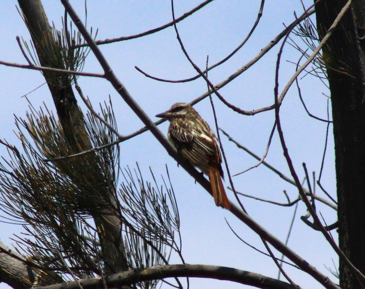 Sulphur-bellied Flycatcher - ML609927764