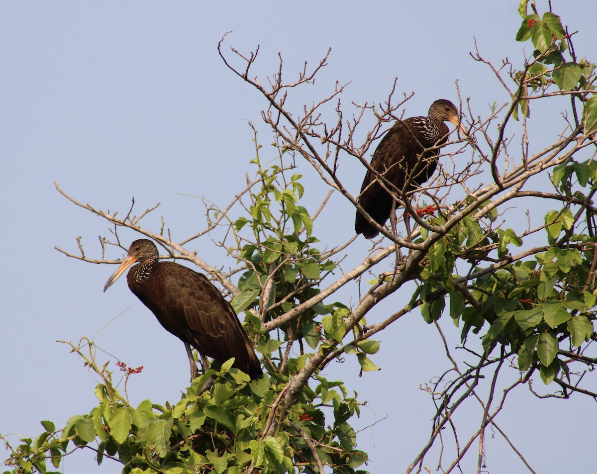 Limpkin - Franziska Riedel