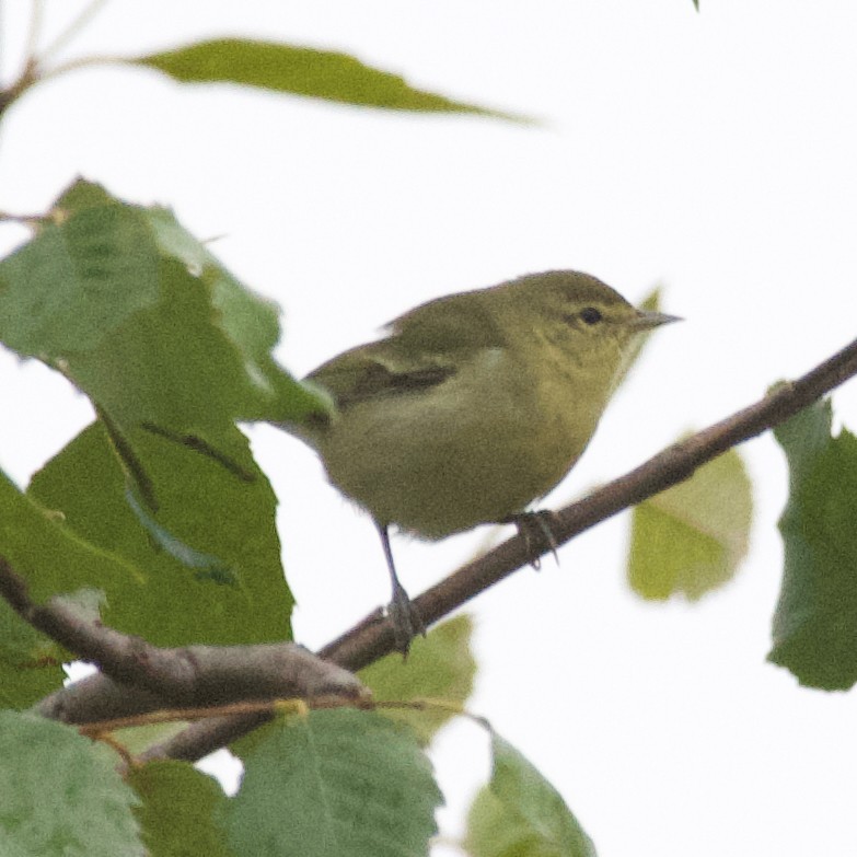 Tennessee Warbler - ML609927985