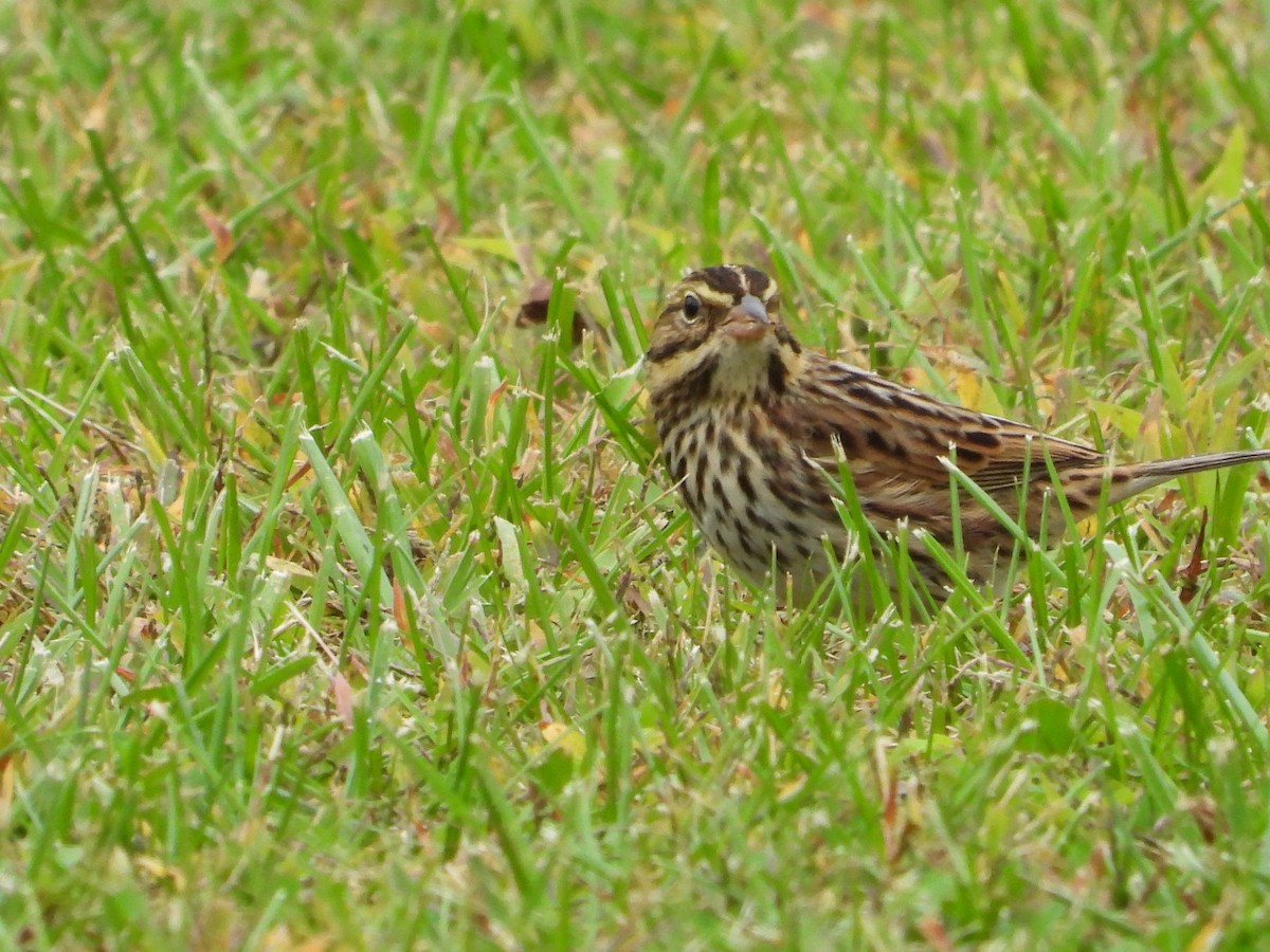 Savannah Sparrow - ML609927991