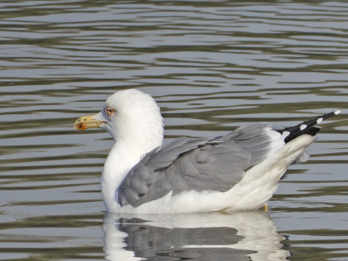 Yellow-legged Gull - Ivan V