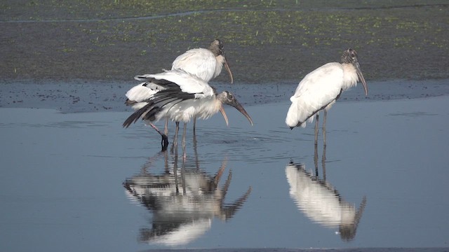 Wood Stork - ML609928174