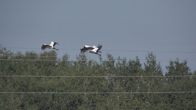 Wood Stork - ML609928177