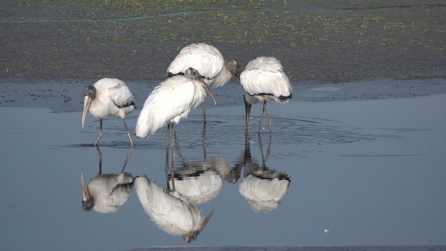 Wood Stork - ML609928180