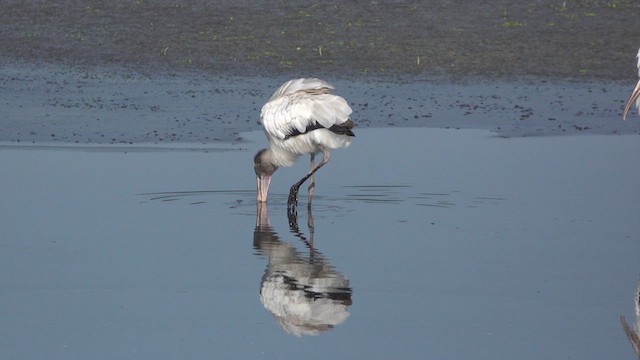 Wood Stork - ML609928187