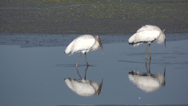 Wood Stork - ML609928191