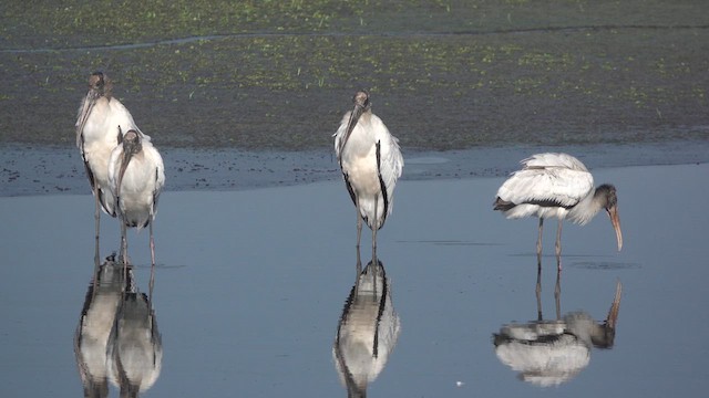 Wood Stork - ML609928195