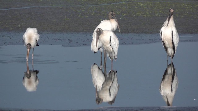 Wood Stork - ML609928196