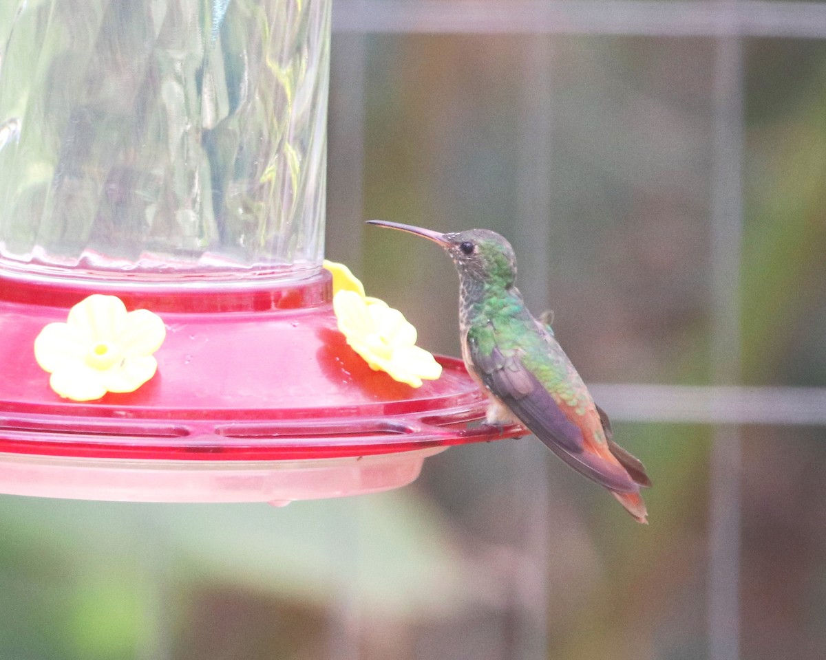 Buff-bellied Hummingbird - ML609928235