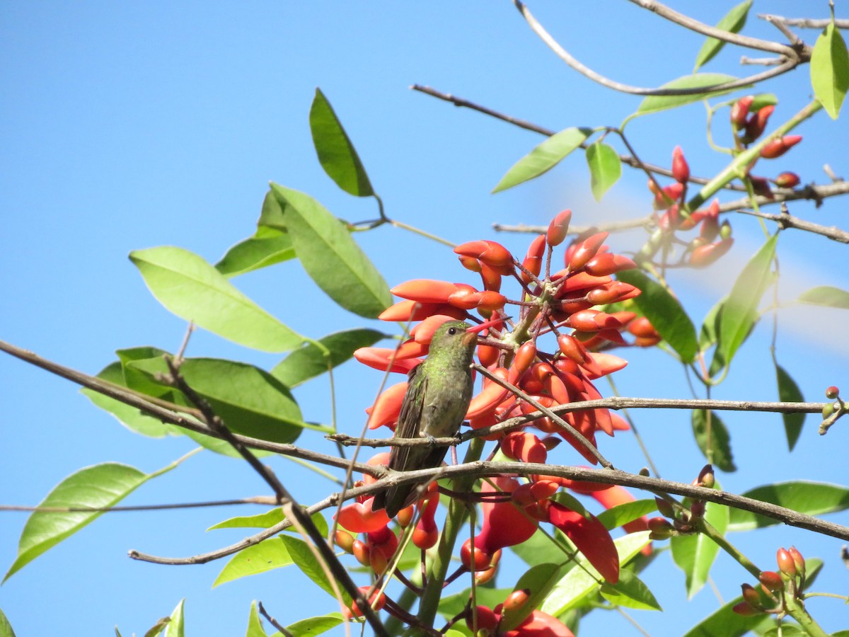 Gilded Hummingbird - Octavio Aga
