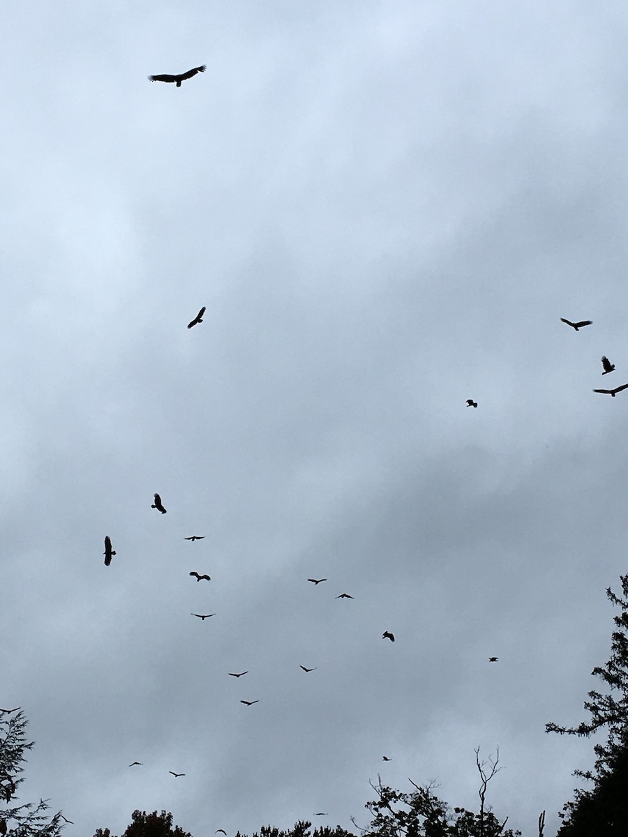 Turkey Vulture - ML609928247