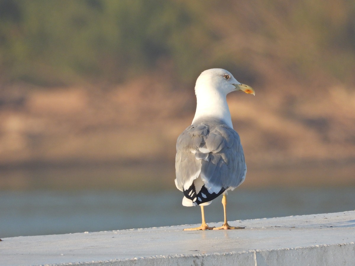 Yellow-legged Gull - Ivan V