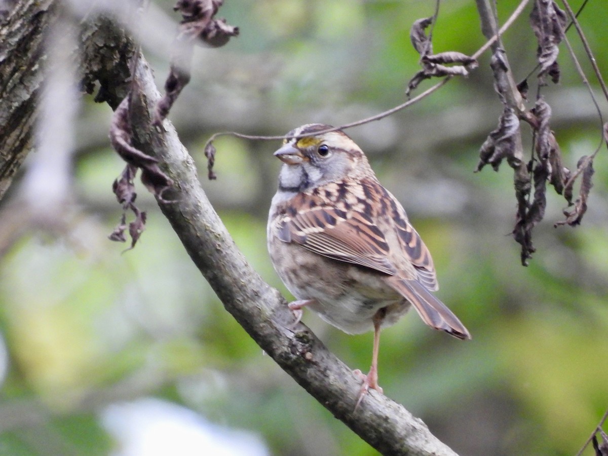 White-throated Sparrow - Chase Masters