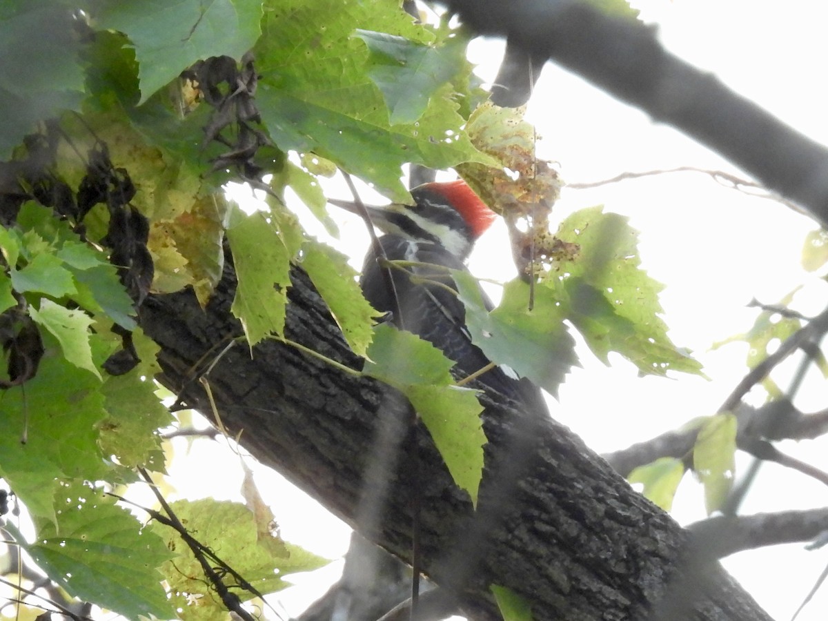 Pileated Woodpecker - ML609928313