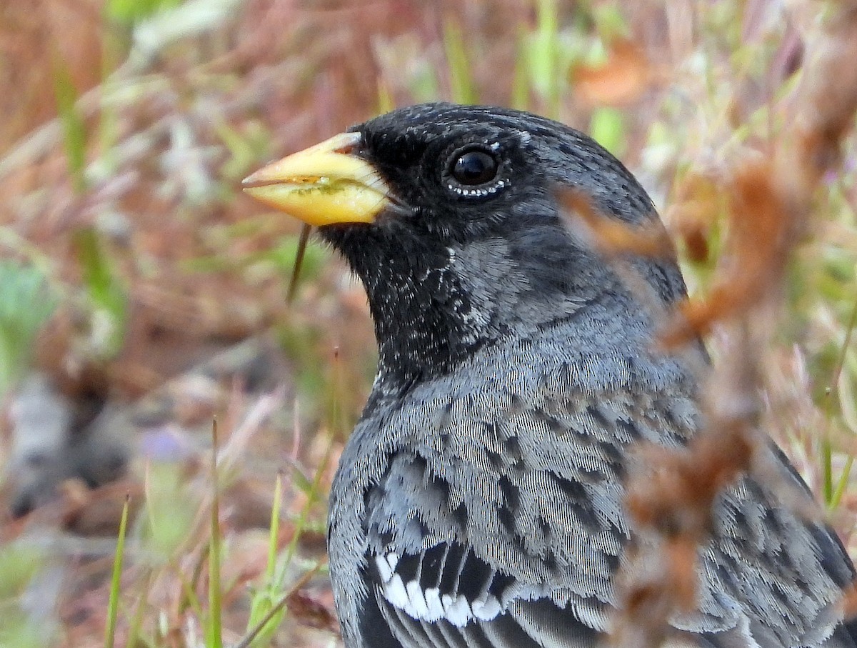 Mourning Sierra Finch - ML609928381