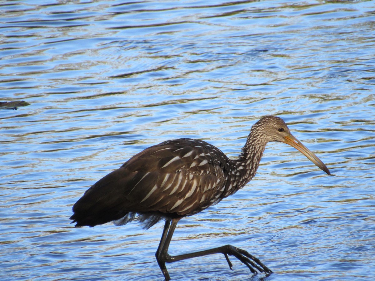 Limpkin - ML609928401