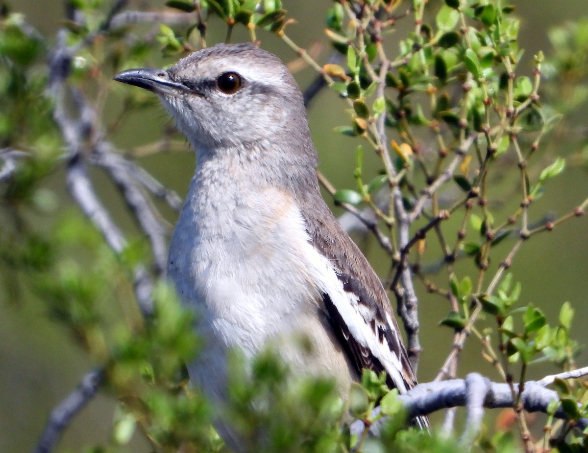 White-banded Mockingbird - Julián Tocce