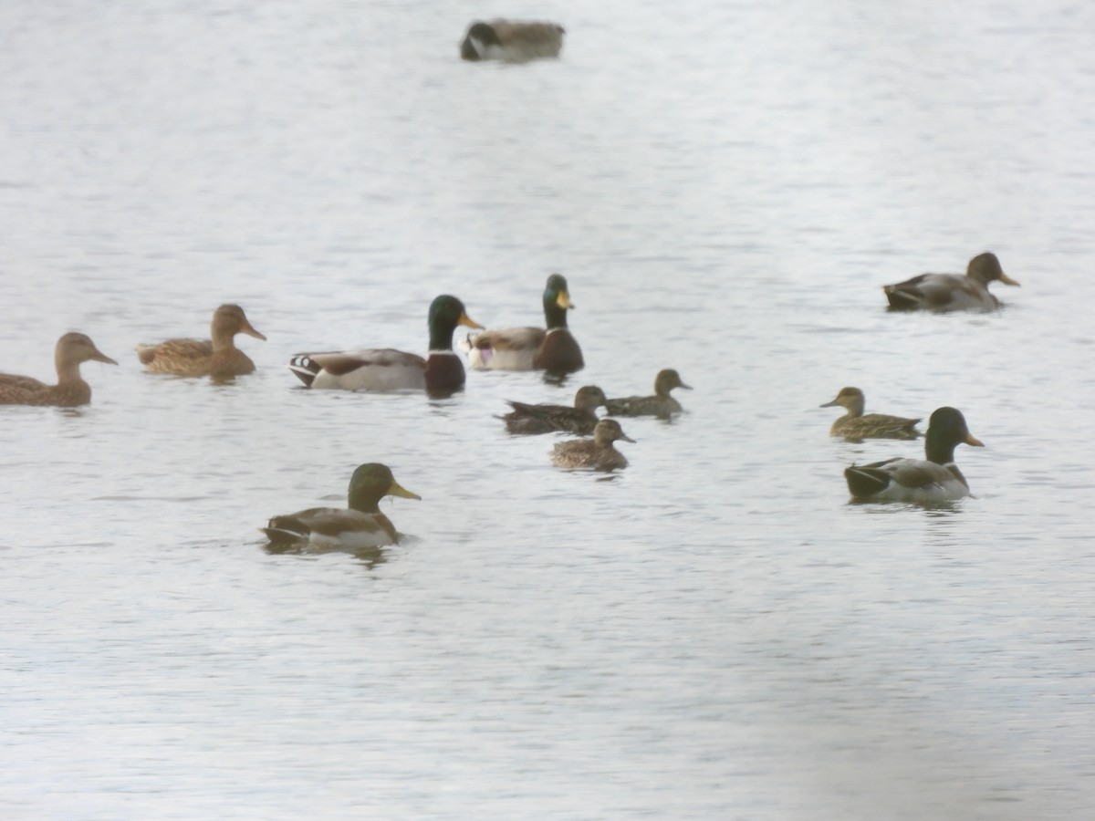 Green-winged Teal - ML609928451