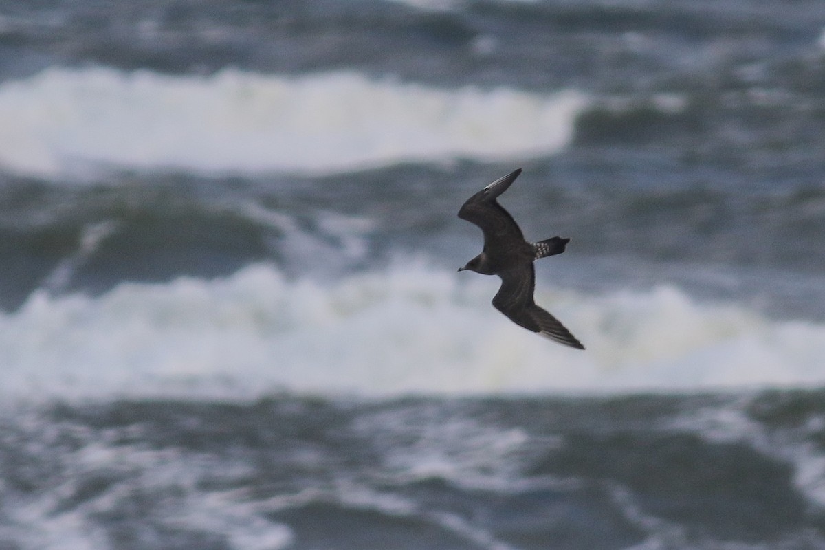 Long-tailed Jaeger - ML609928470