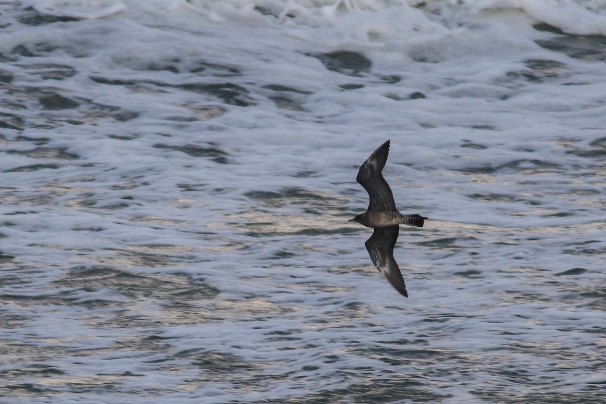 Long-tailed Jaeger - ML609928471