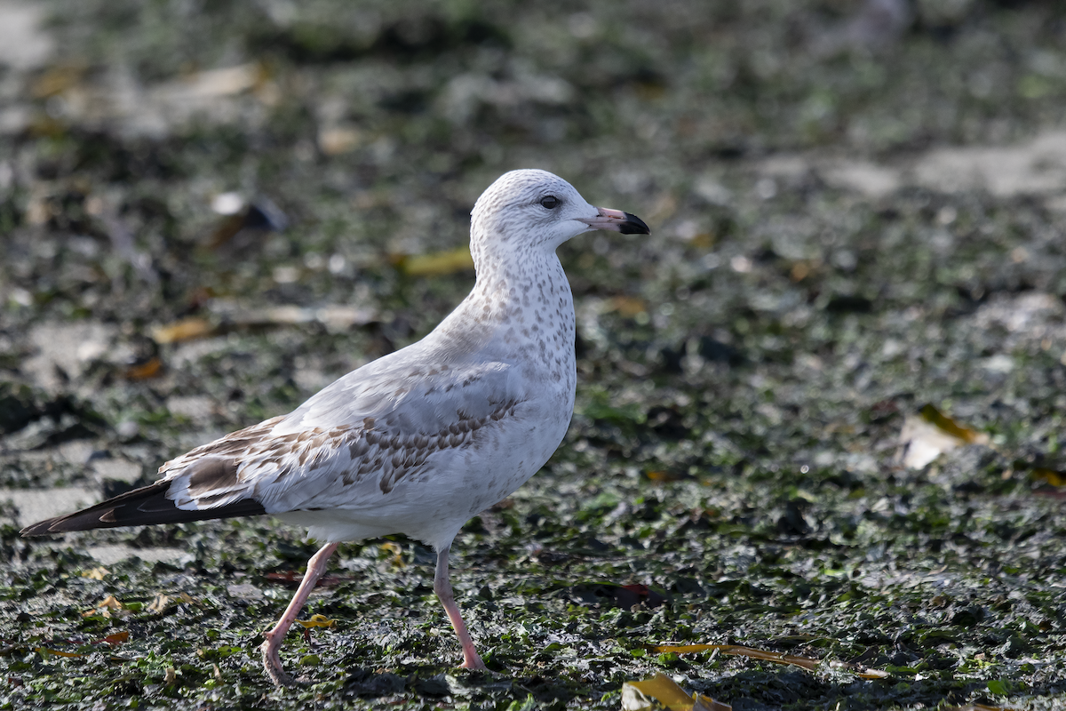 Ring-billed Gull - ML609928539