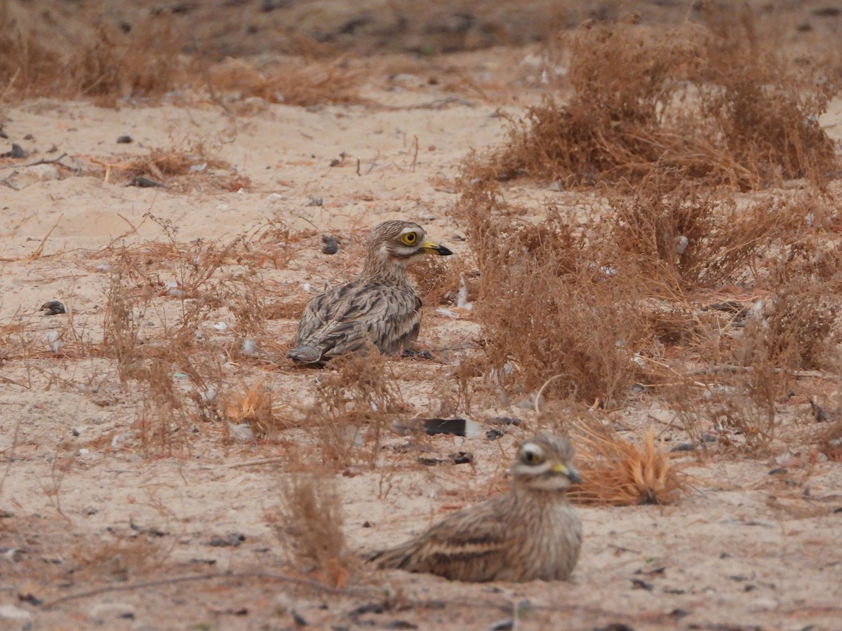 Eurasian Thick-knee - ML609928576