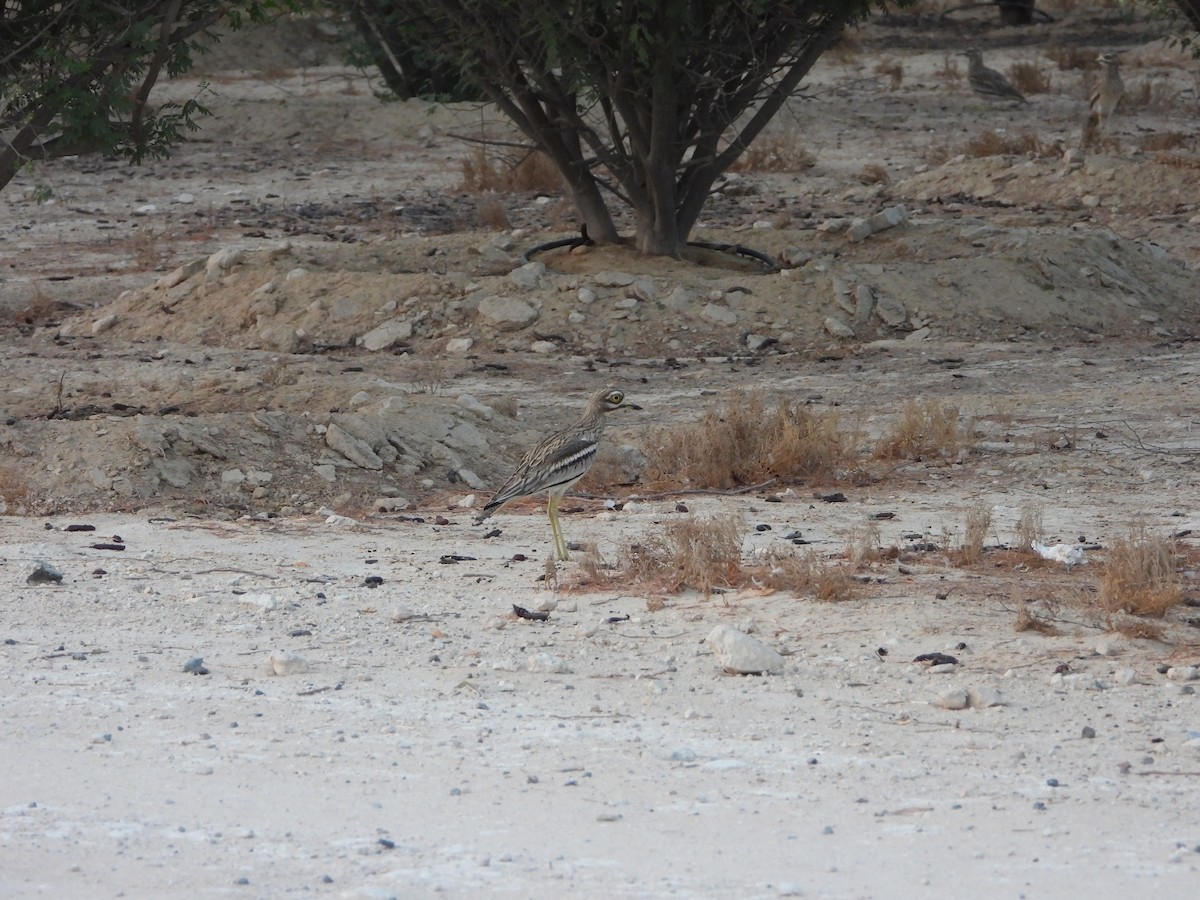 Eurasian Thick-knee - ML609928578