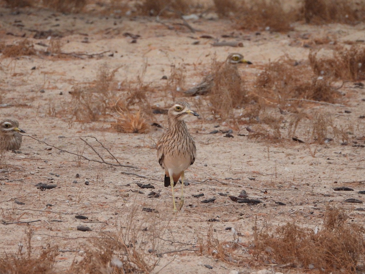 Eurasian Thick-knee - ML609928579