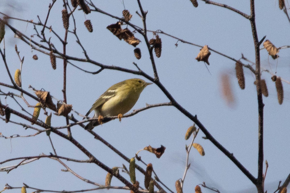 Paruline rayée - ML609928584