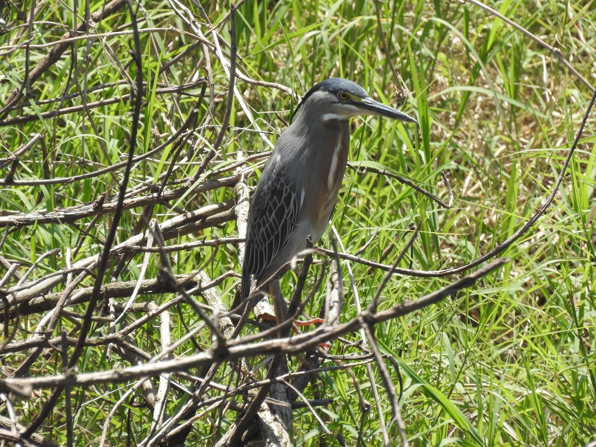 Striated Heron - ML609928589