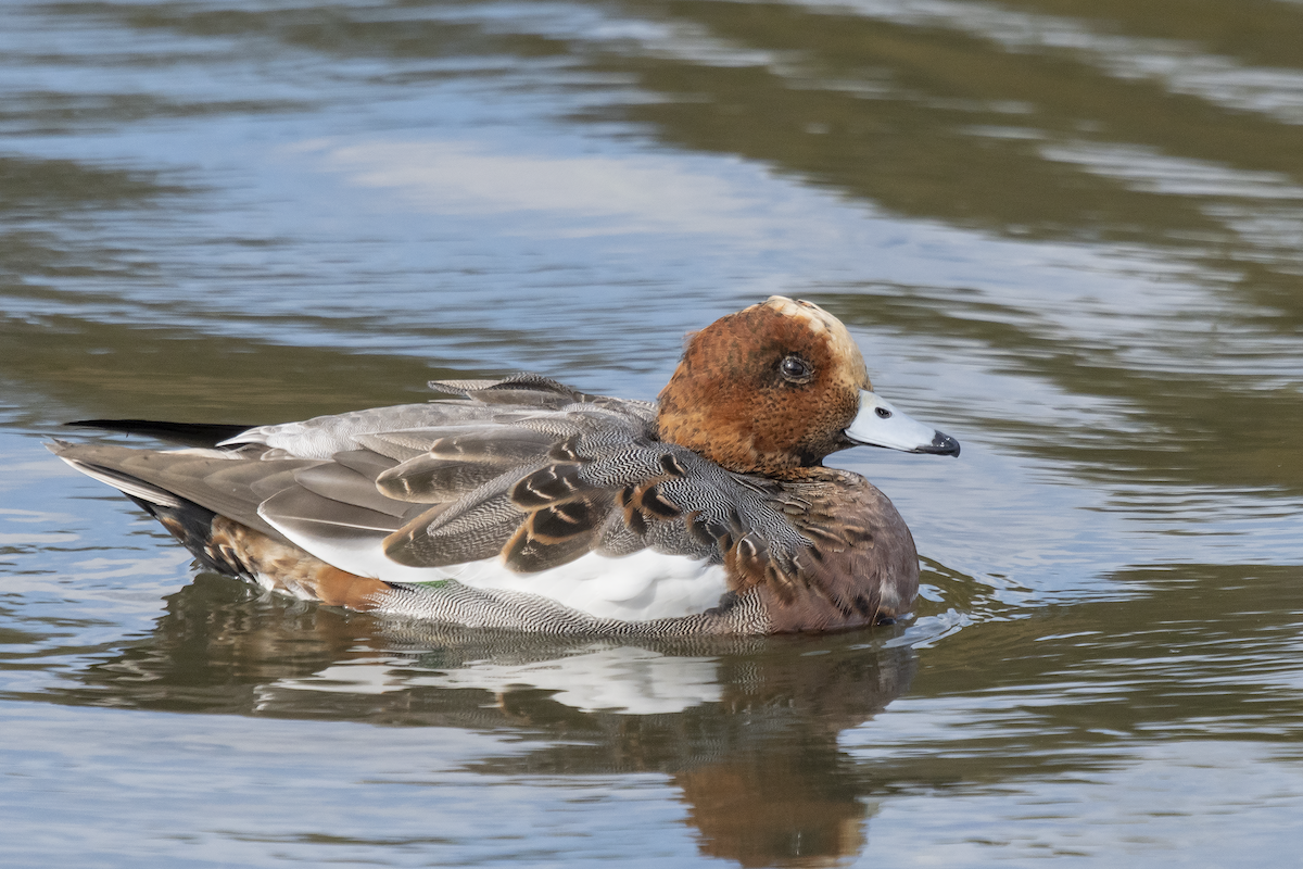 Eurasian Wigeon - ML609928614