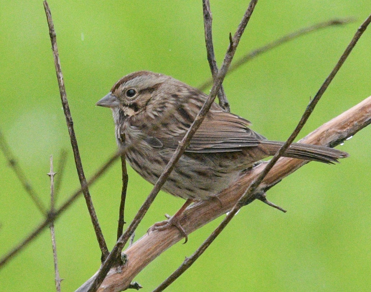 Song Sparrow - ML609928734