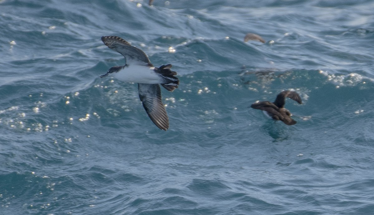 Galapagos Shearwater - ML609928760