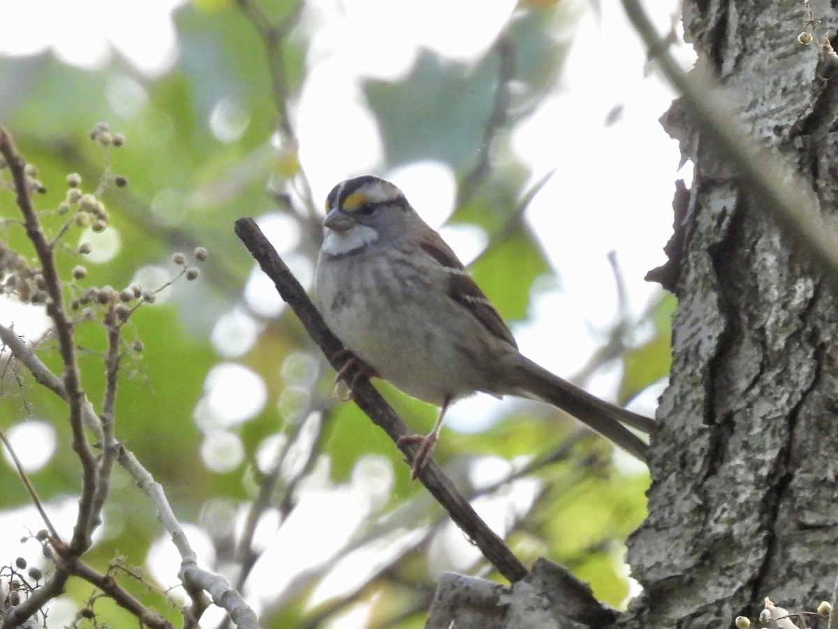 White-throated Sparrow - ML609928769