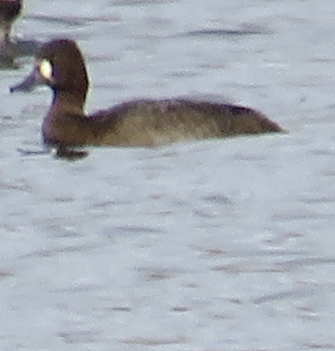 Greater Scaup - ML609928842