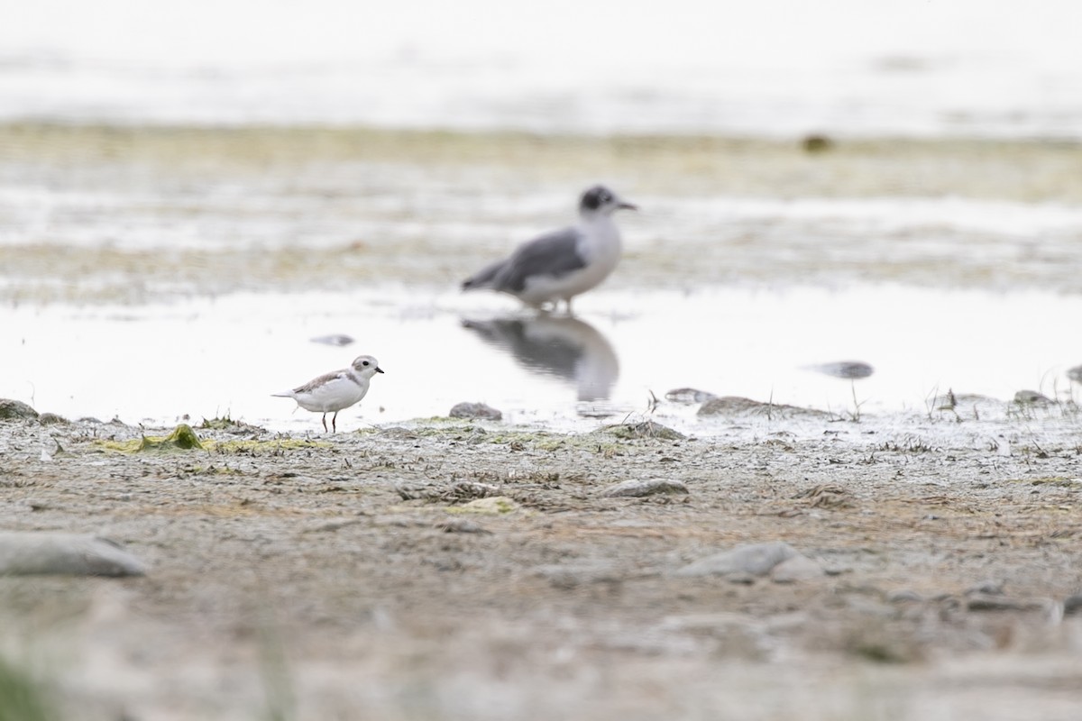 Piping Plover - ML609928844