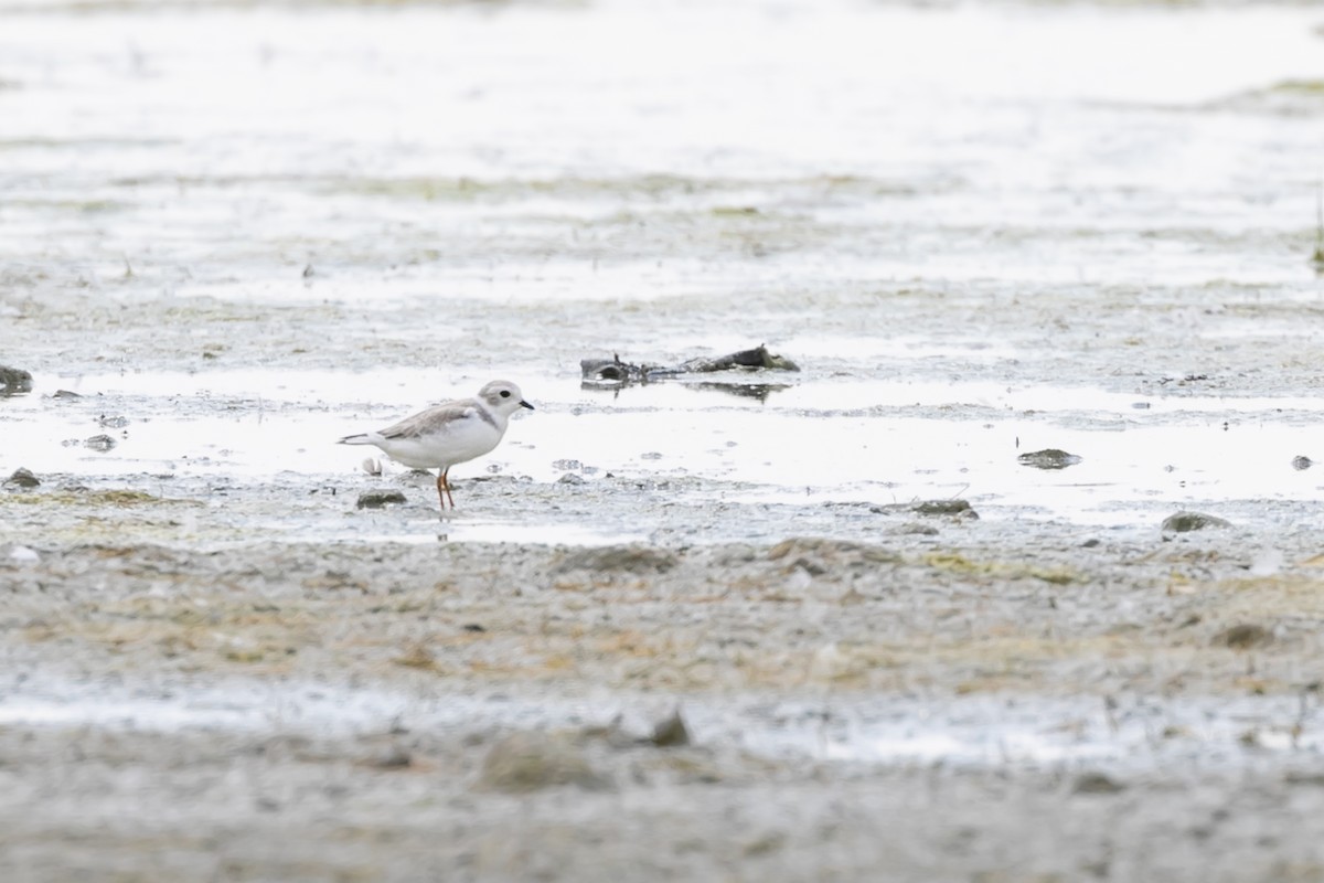 Piping Plover - ML609928846